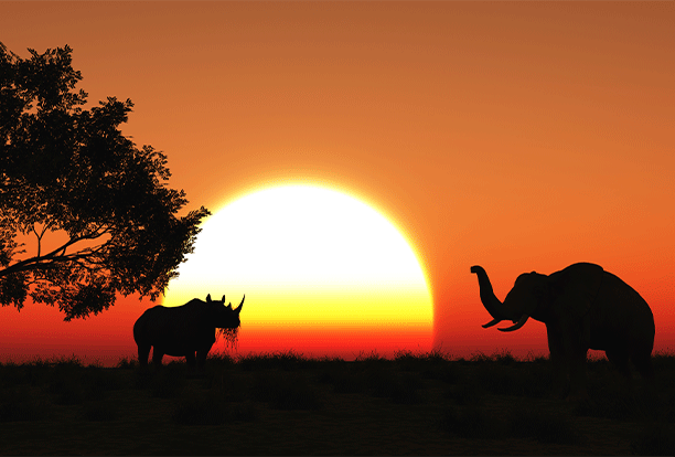 African safari sunset with wildlife silhouettes