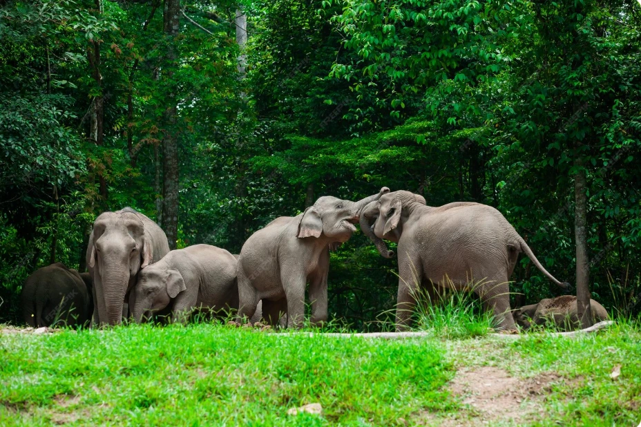 Little Adam's Peak & Yala Safari